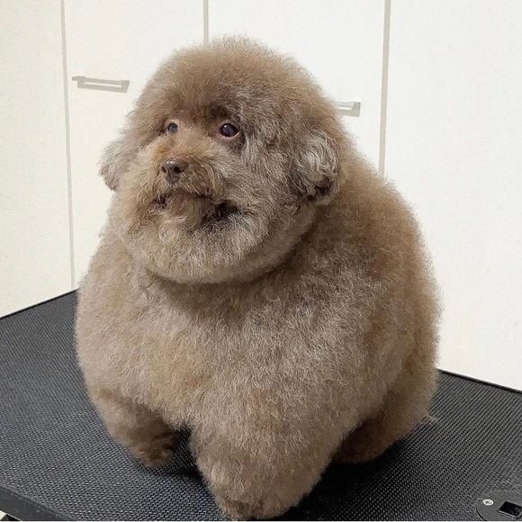 fluffyfatduck